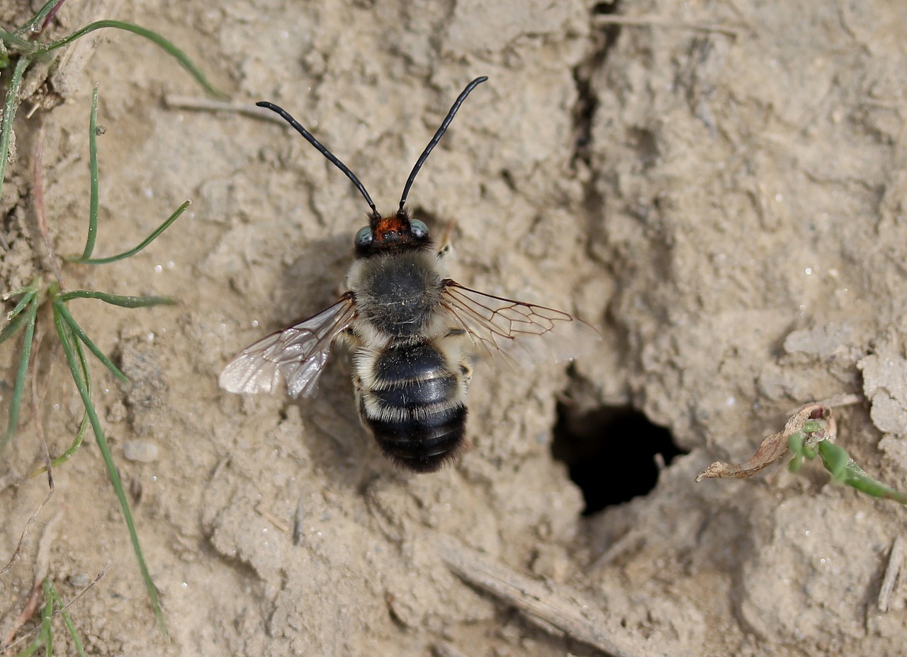 A flying insect with clack and white bodies, transluscent wings, a red head and antenna is standing on a wall next to a small hole, it's burrow