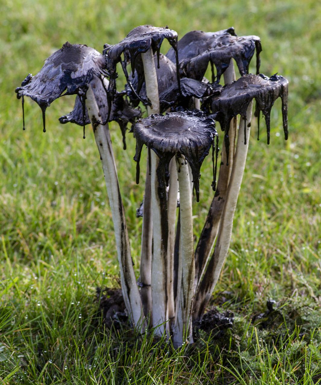 Black mushrooms, seemingly melting