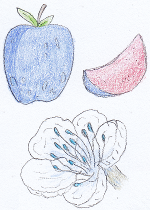 Gaþól fruit and flower