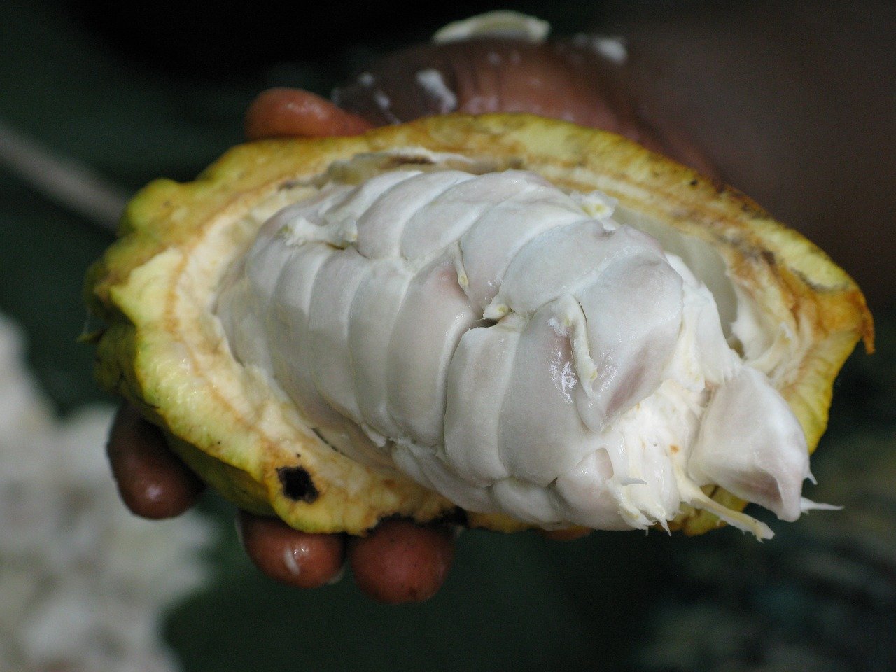 A half-opened cacao pod showing the white, fleshy fruit inside