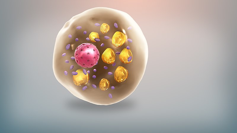 A round cell containing several spheres inside of it: a big pink one, several medium-size yellow ones and a multitude of small purple ones.