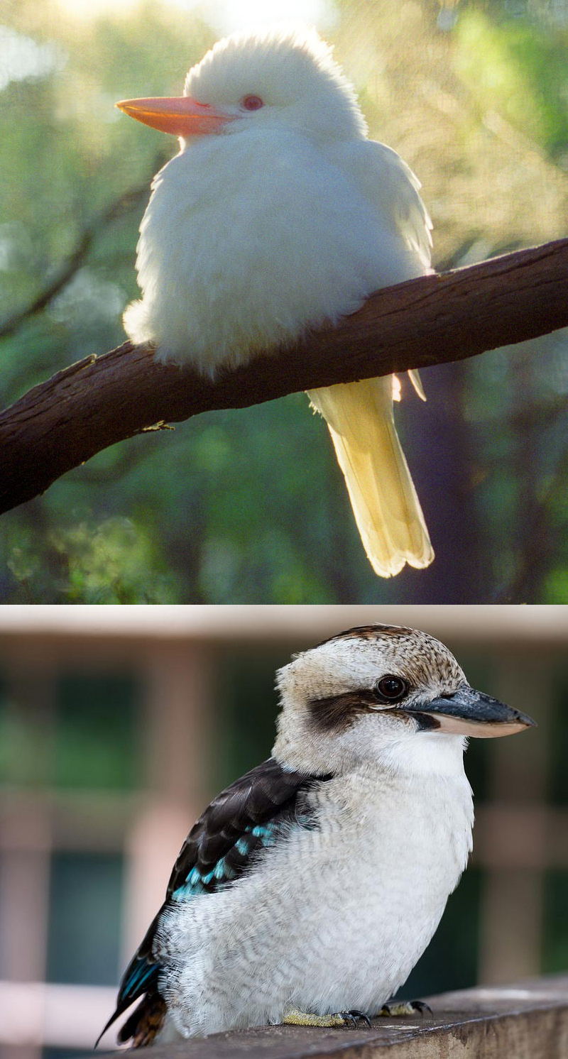 Two kookaburra, on top is an albino one, on the bottom one with normal pigmentation