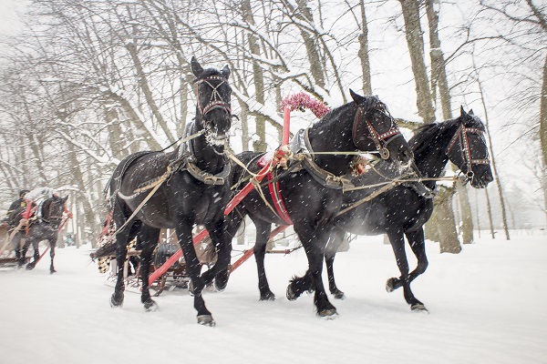 Three horses pull sleigh in winter snowy day. Traditional Russian black troika.