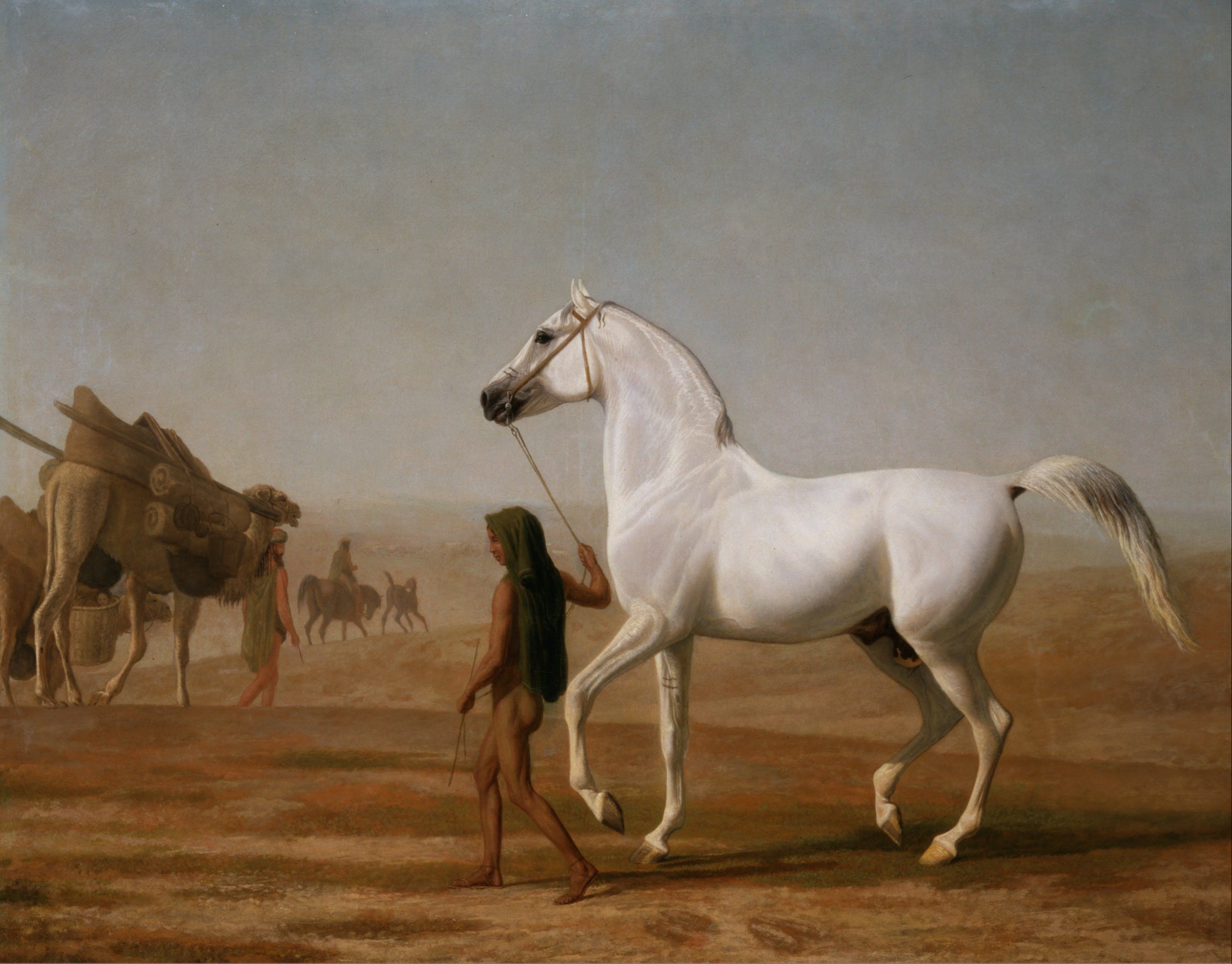 Horse arabia