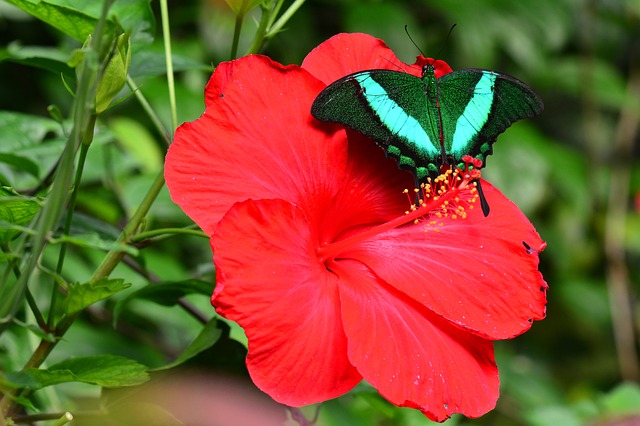 Hibiscus and Butterfly