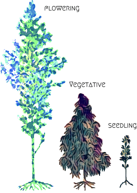 Loffia Plants