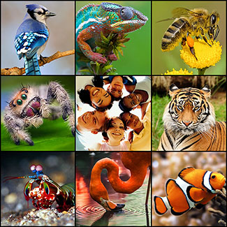 Earth Animal Collage