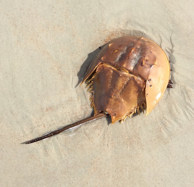Tan-colored horseshoe crab in the sand