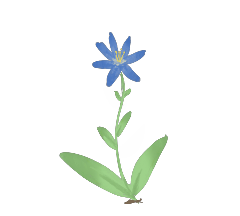 plant (2).jpg