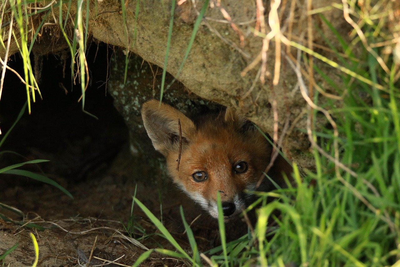 A fox in its burrow
