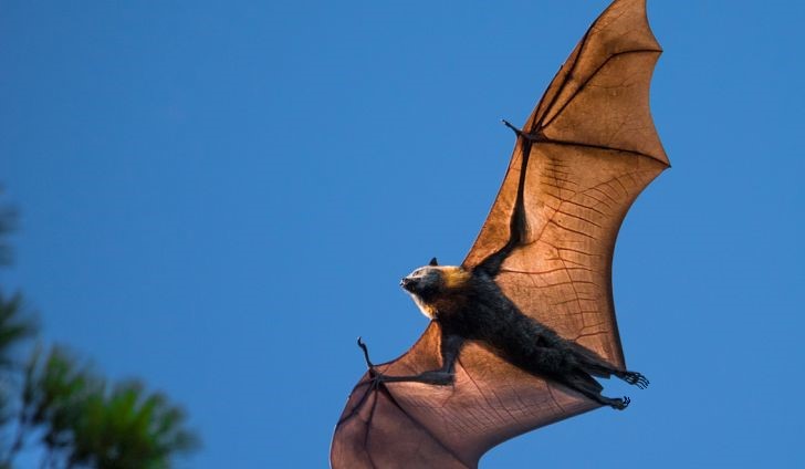 Hunting Bat.jpg