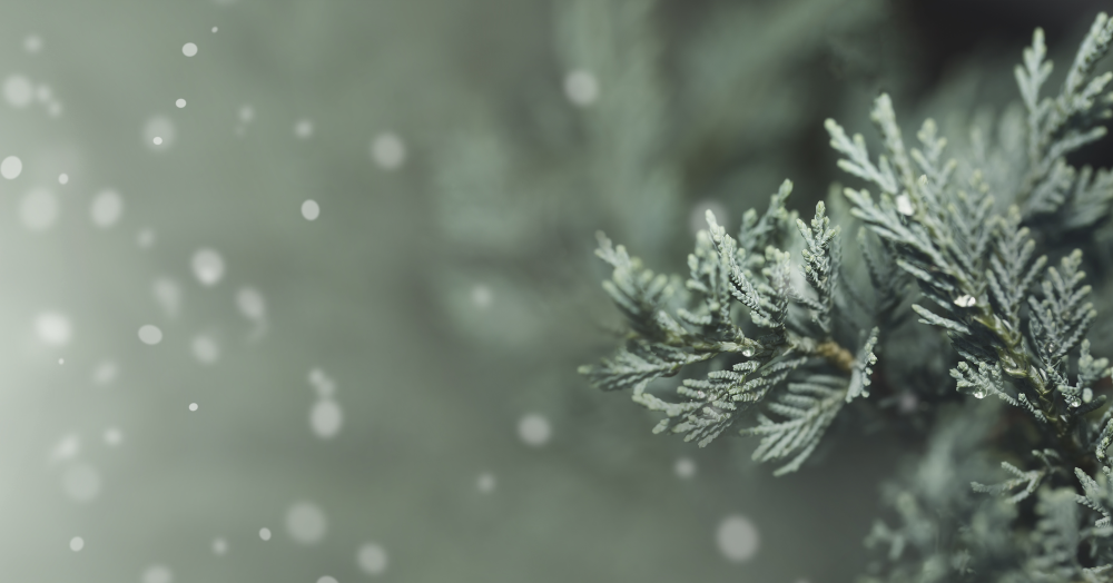 Closeup of a coniferous Juniper tree on the right with flakes of snow or magic floating to in from the left
