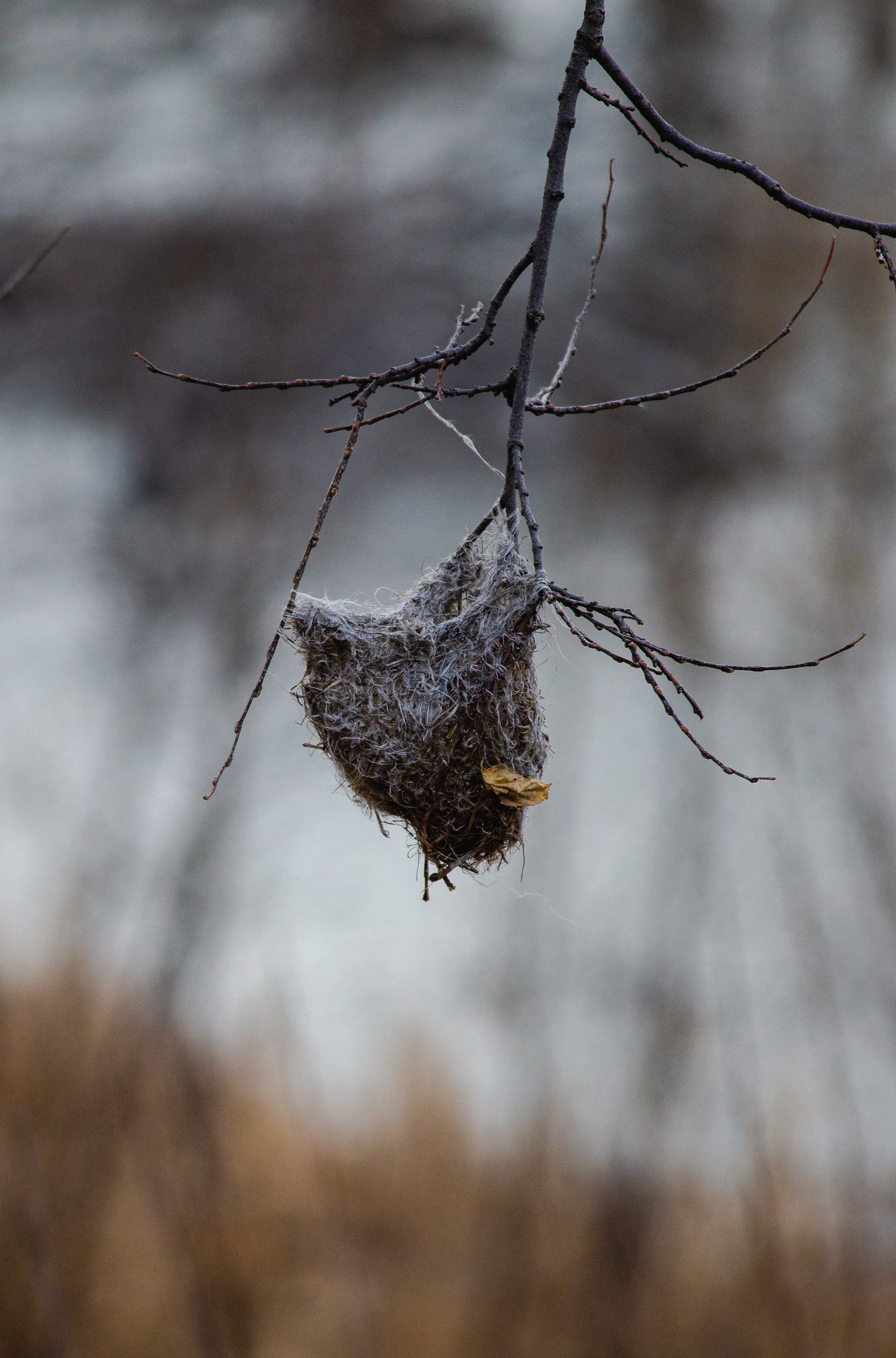Oriole Nest