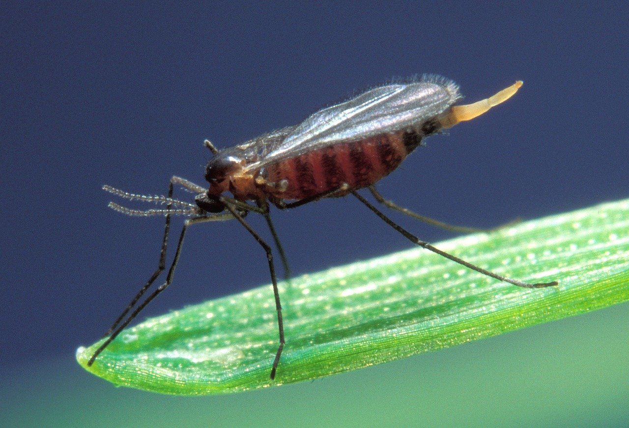 Close-up of a small fly perched on a blade of grass. The fly has red and black stripes
