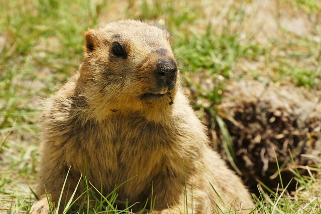 Photograph of groundhog