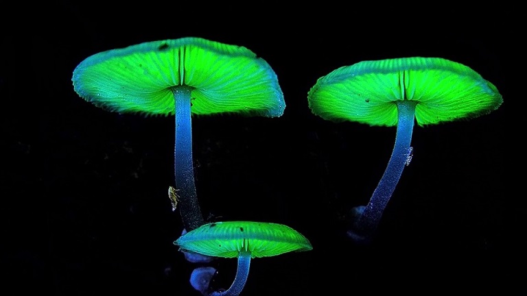 bioluminscent-mushrooms-rainforest-world.jpg