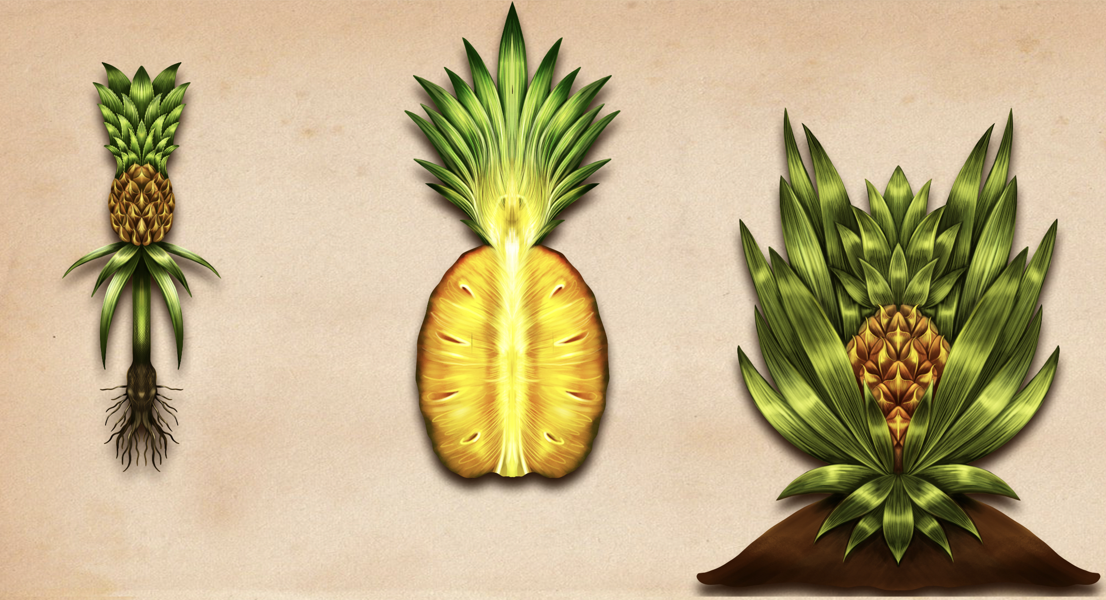 ananas.jpg