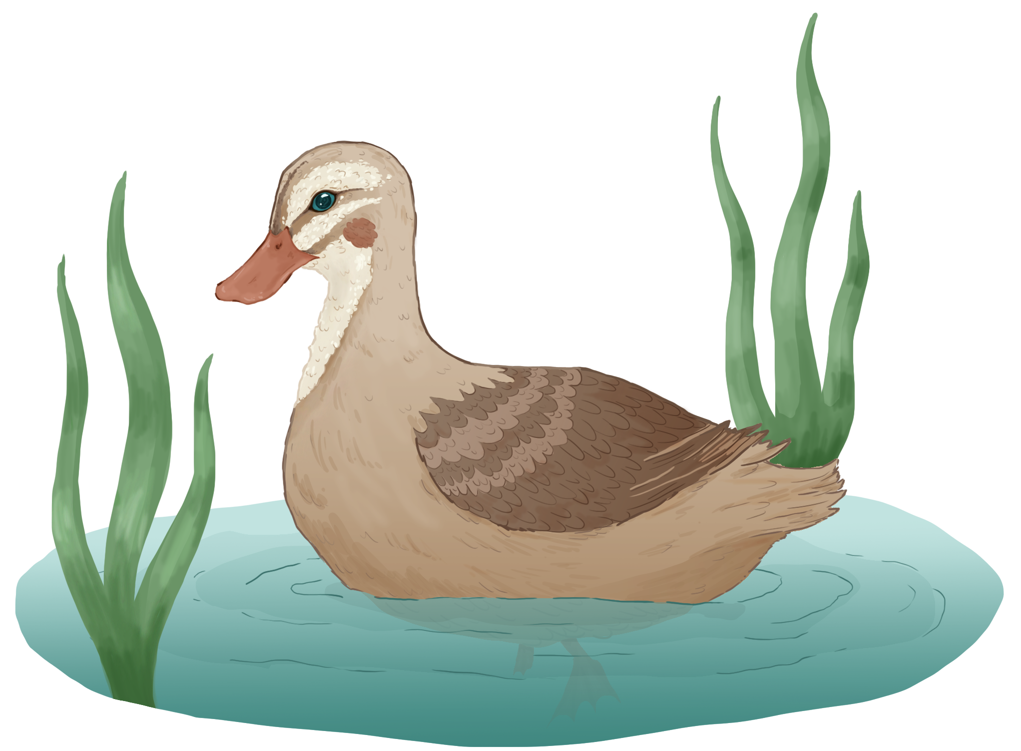 Secki Duck in pond