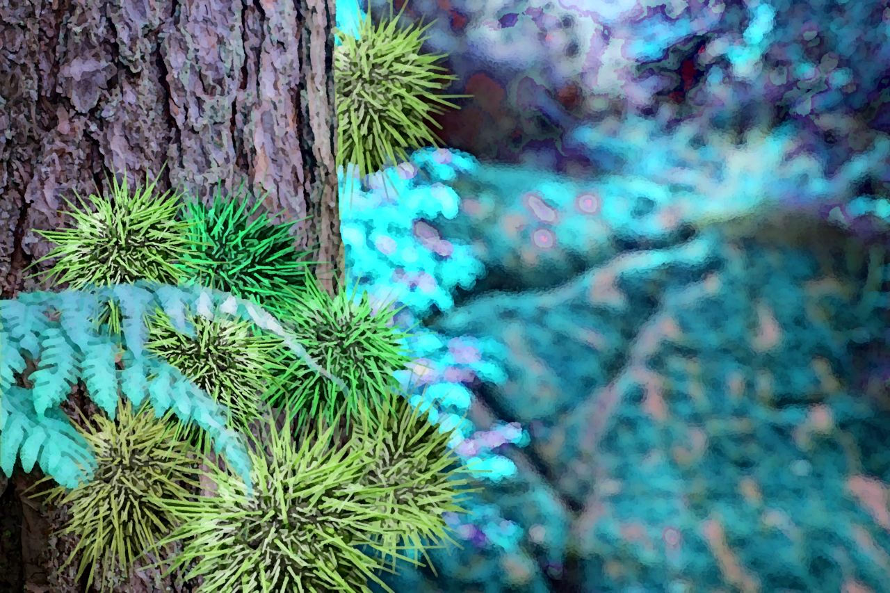 Tree Urchins.png