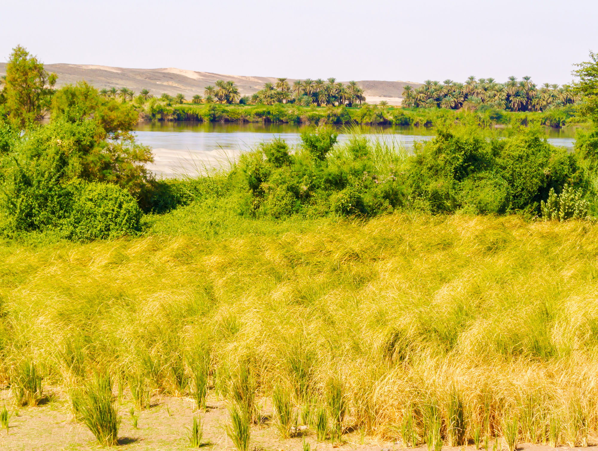 The lush scenery of the Wadi Halfa pilgrimage site that became a gathering place for humans.