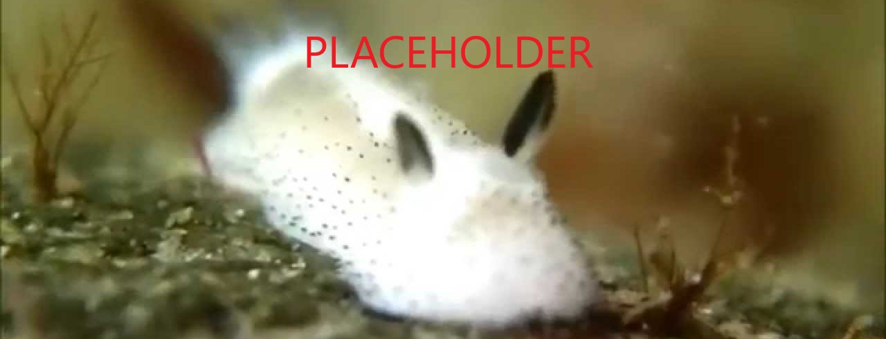 Placeholder_wide
