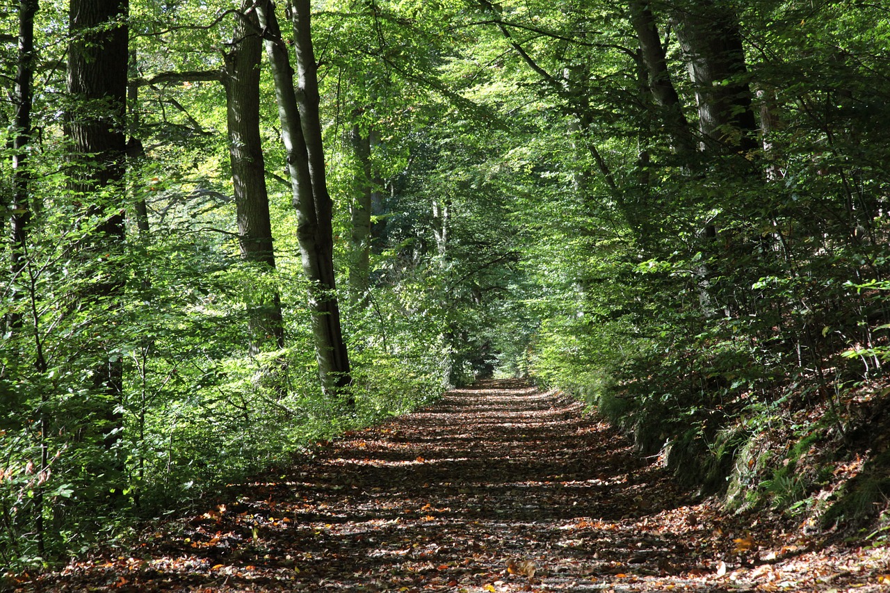 Photograph of an even, man-made forest trail