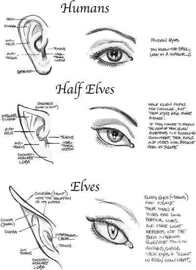 Half Elf Ears/Eyes