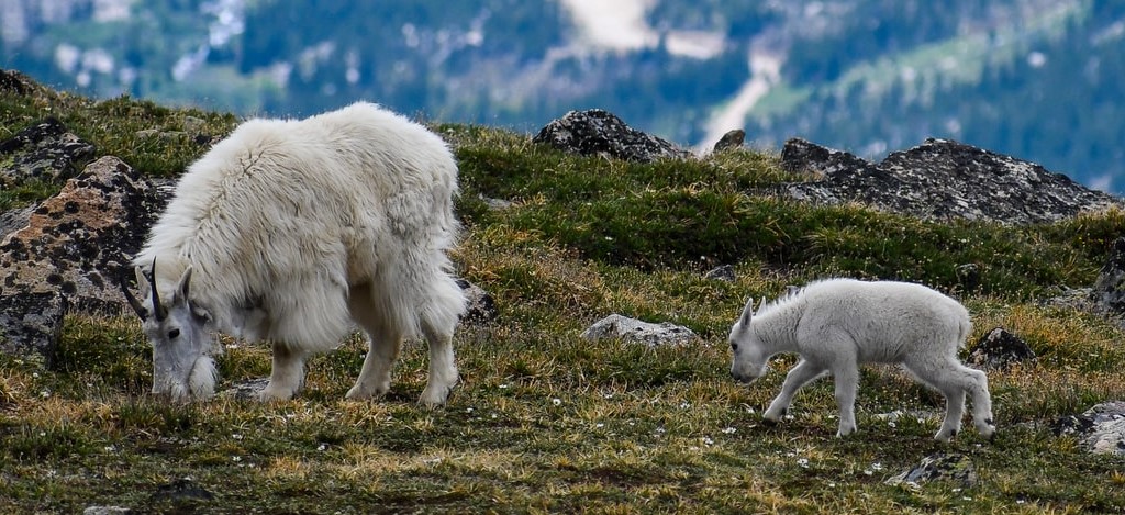 Mother and kid mountain goats in their natural habitat