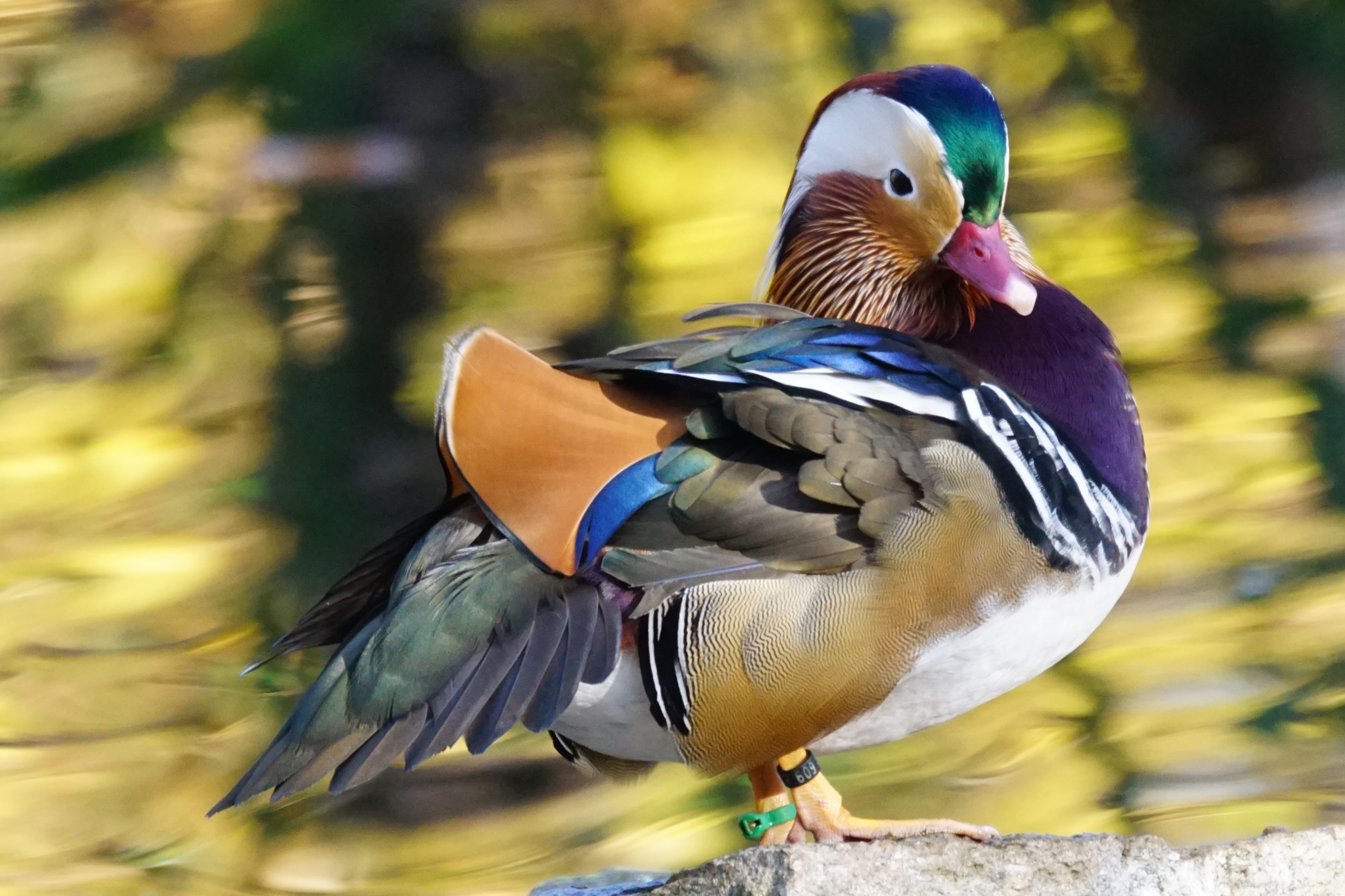 male mandarin duck standing before out of focus water
